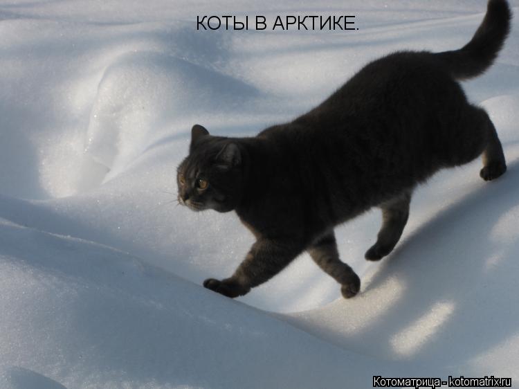 КОТЫ В АРКТИКЕ.... Котоматрица: КОТЫ В АРКТИКЕ.