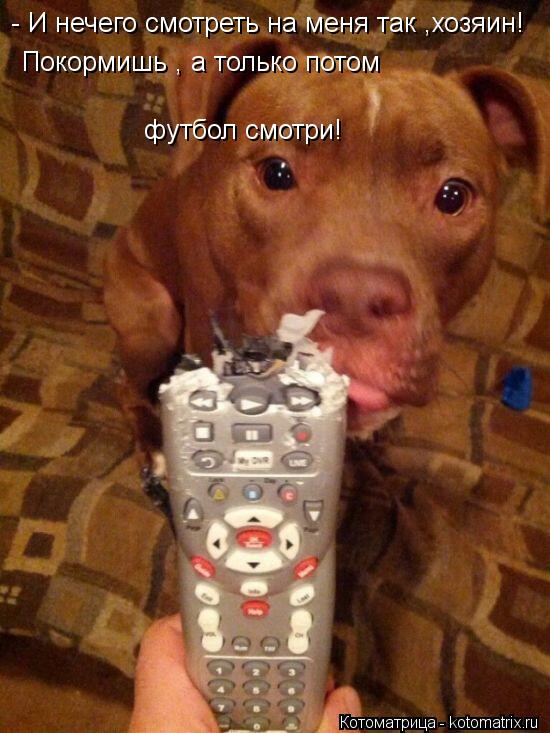 - И нечего смотреть на меня так ,хозяин! Покормишь , а только потом футбол смотри!... Котоматрица: - И нечего смотреть на меня так ,хозяин! Покормишь , а только потом футбол смотри!