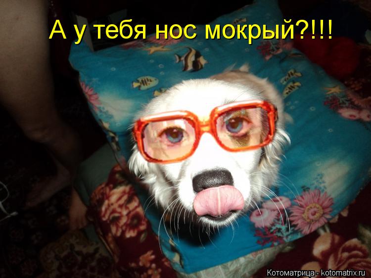 А у тебя нос мокрый?!!!... Котоматрица: А у тебя нос мокрый?!!!