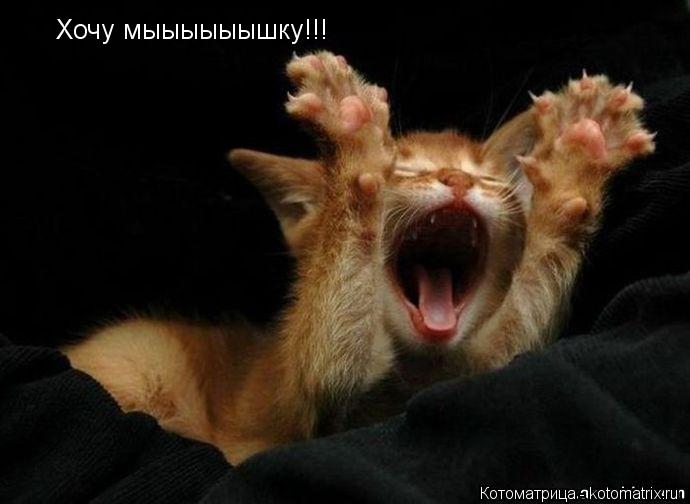 Хочу мыыыыыышку!!!... Котоматрица: Хочу мыыыыыышку!!!