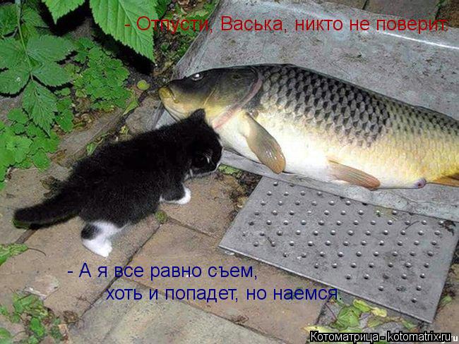 - Отпусти, Васька, никто не поверит. - А я все равно съем, хоть и попадет, но наемся.... Котоматрица: - Отпусти, Васька, никто не поверит. - А я все равно съем, хоть и попадет, но наемся.