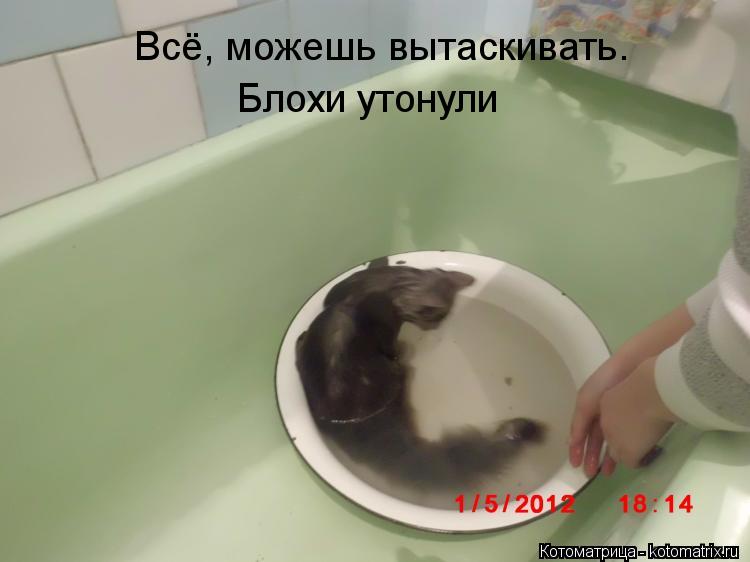 Всё, можешь вытаскивать. Блохи утонули... Котоматрица: Всё, можешь вытаскивать. Блохи утонули