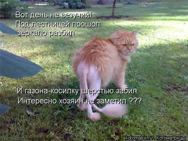 Вот день не везучий! Под лестницей прошол зеркало разбил И газона-косилку шерстью забил Интересно хо... Котоматрица: Вот день не везучий! Под лестницей прошол зеркало разбил И газона-косилку шерстью забил Интересно хозяин не заметил ???