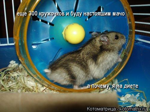 еще 300 кружочков и буду настояшим мачо а почему. я на диете... Котоматрица: еще 300 кружочков и буду настояшим мачо а почему. я на диете
