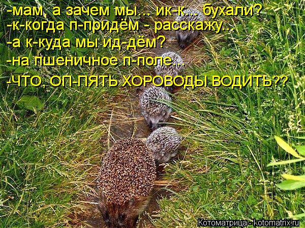 -мам, а зачем мы... ик-к... бухали? -к-когда п-придём - расскажу... -а к-куда мы ид-дём? -на пшенично... Котоматрица: -мам, а зачем мы... ик-к... бухали? -к-когда п-придём - расскажу... -а к-куда мы ид-дём? -на пшеничное п-поле... -ЧТО, ОП-ПЯТЬ ХОРОВОДЫ ВОДИТЬ??
