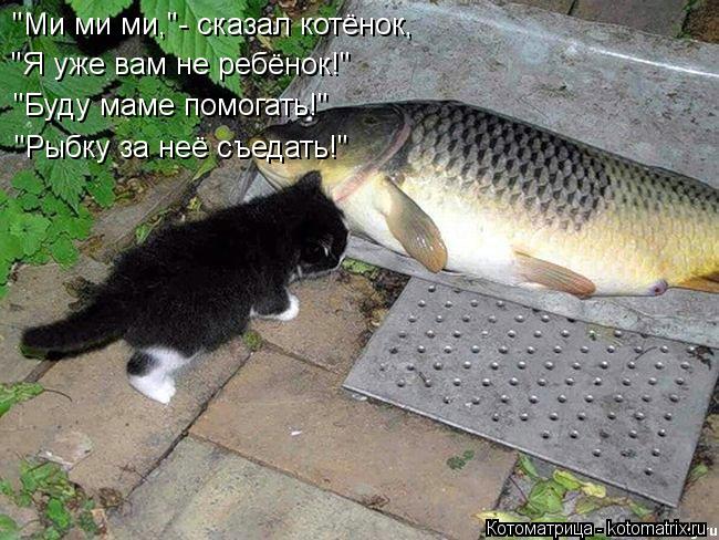 "Ми ми ми,"- сказал котёнок, "Я уже вам не ребёнок!" "Буду маме помогать!" "Рыбку за неё съедать!"... Котоматрица: "Ми ми ми,"- сказал котёнок, "Я уже вам не ребёнок!" "Буду маме помогать!" "Рыбку за неё съедать!"