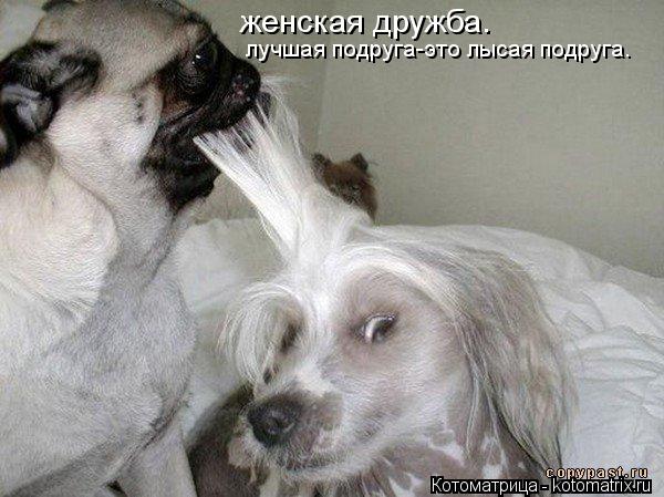 женская дружба. лучшая подруга-это лысая подруга.... Котоматрица: женская дружба. лучшая подруга-это лысая подруга.