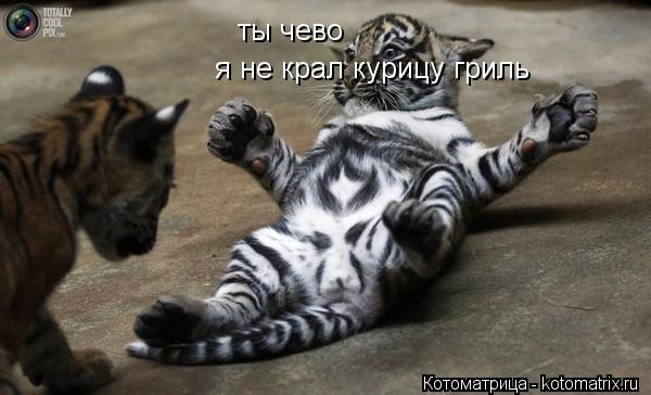 ты чево я не крал курицу гриль... Котоматрица: ты чево я не крал курицу гриль