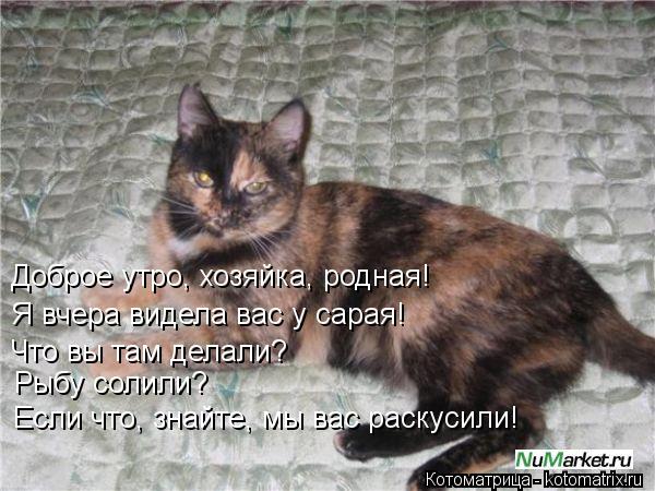 Доброе утро, хозяйка, родная! Я вчера видела вас у сарая! Что вы там делали? Рыбу солили? Если что, з... Котоматрица: Доброе утро, хозяйка, родная! Я вчера видела вас у сарая! Что вы там делали? Рыбу солили? Если что, знайте, мы вас раскусили!