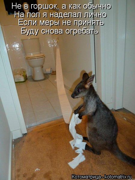 Не в горшок, а как обычно На пол я наделал лично Если меры не принять Буду снова огребать... Котоматрица: Не в горшок, а как обычно На пол я наделал лично Если меры не принять Буду снова огребать