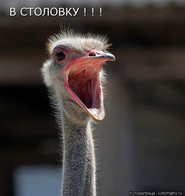 В СТОЛОВКУ ! ! !... Котоматрица: В СТОЛОВКУ ! ! !