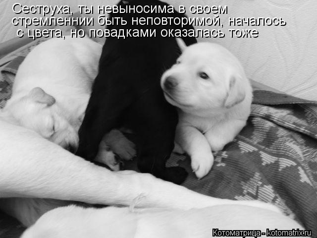 Сеструха, ты невыносима в своем с цвета, но повадками оказалась тоже стремленнии быть неповторимой, ... Котоматрица: Сеструха, ты невыносима в своем с цвета, но повадками оказалась тоже стремленнии быть неповторимой, началось