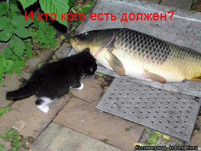 И кто кого есть должен?... Котоматрица: И кто кого есть должен?