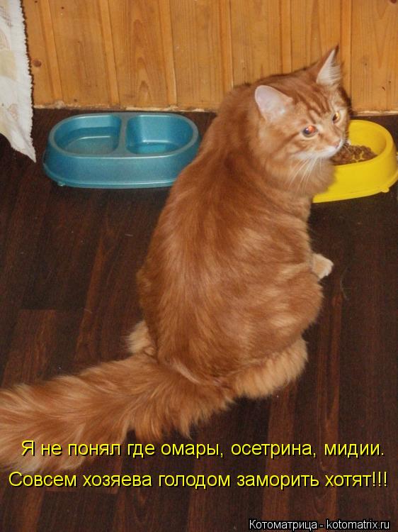 Я не понял где омары, осетрина, мидии. Совсем хозяева голодом заморить хотят!!!... Котоматрица: Я не понял где омары, осетрина, мидии. Совсем хозяева голодом заморить хотят!!!