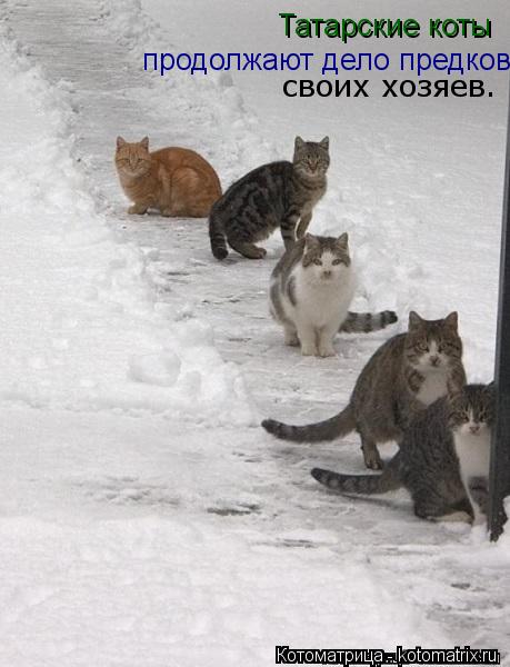 Татарские коты продолжают дело предков своих хозяев.... Котоматрица: Татарские коты продолжают дело предков своих хозяев.