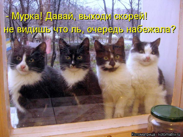 - Мурка! Давай, выходи скорей! не видишь что ль, очередь набежала?... Котоматрица: - Мурка! Давай, выходи скорей! не видишь что ль, очередь набежала?