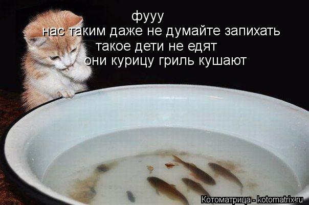 фууу нас таким даже не думайте запихать такое дети не едят они курицу гриль кушают... Котоматрица: фууу нас таким даже не думайте запихать такое дети не едят они курицу гриль кушают