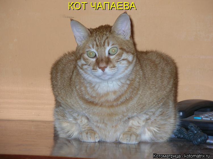 КОТ ЧАПАЕВА... Котоматрица: КОТ ЧАПАЕВА