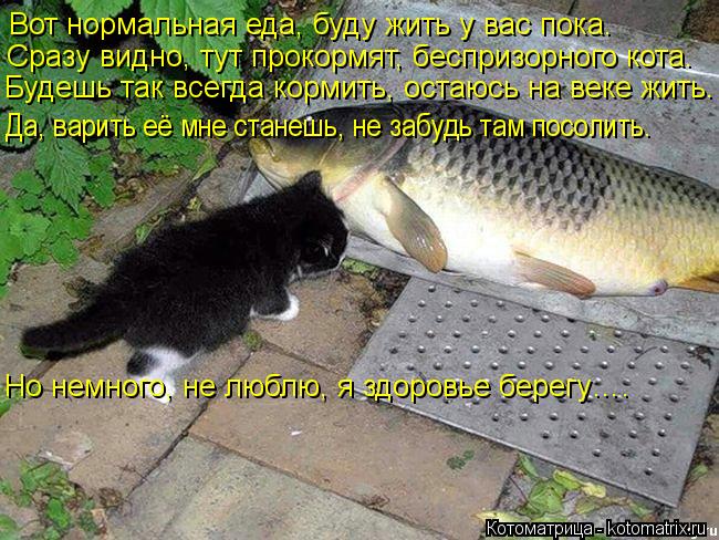 Вот нормальная еда, буду жить у вас пока. Сразу видно, тут прокормят, беспризорного кота. Будешь так ... Котоматрица: Вот нормальная еда, буду жить у вас пока. Сразу видно, тут прокормят, беспризорного кота. Будешь так всегда кормить, остаюсь на веке жить. Да,