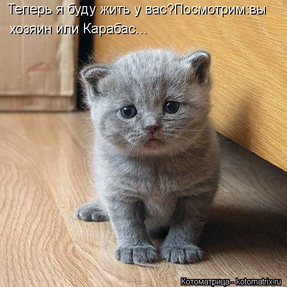 Теперь я буду жить у вас?Посмотрим:вы хозяин или Карабас...... Котоматрица: Теперь я буду жить у вас?Посмотрим:вы хозяин или Карабас...