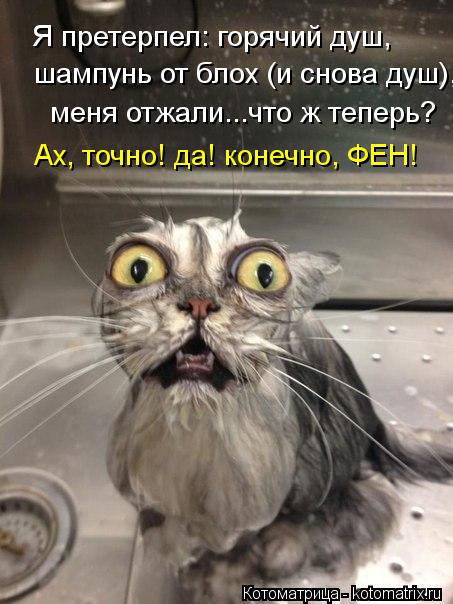 Я претерпел: горячий душ, шампунь от блох (и снова душ), меня отжали...что ж теперь? Ах, точно! да! к... Котоматрица: Я претерпел: горячий душ, шампунь от блох (и снова душ), меня отжали...что ж теперь? Ах, точно! да! конечно, ФЕН!