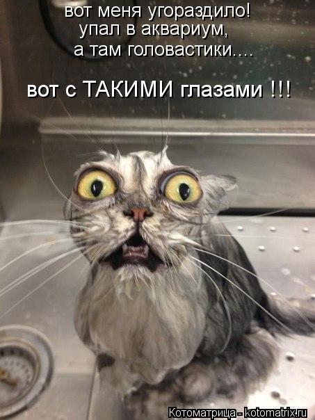 вот меня угораздило! упал в аквариум, а там головастики.... вот с ТАКИМИ глазами !!!... Котоматрица: вот меня угораздило! упал в аквариум, а там головастики.... вот с ТАКИМИ глазами !!!