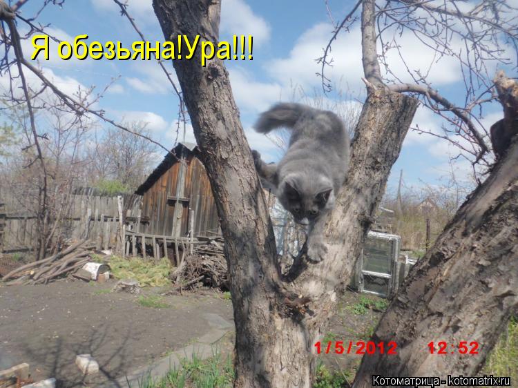 Я обезьяна!Ура!!!... Котоматрица: Я обезьяна!Ура!!!