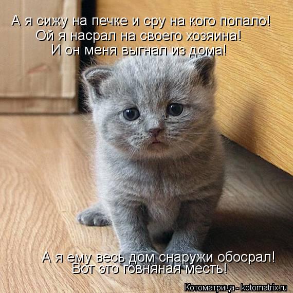 А я сижу на печке и сру на кого попало! Ой я насрал на своего хозяина! И он меня выгнал из дома! А я ... Котоматрица: А я сижу на печке и сру на кого попало! Ой я насрал на своего хозяина! И он меня выгнал из дома! А я ему весь дом снаружи обосрал! Вот это говнян