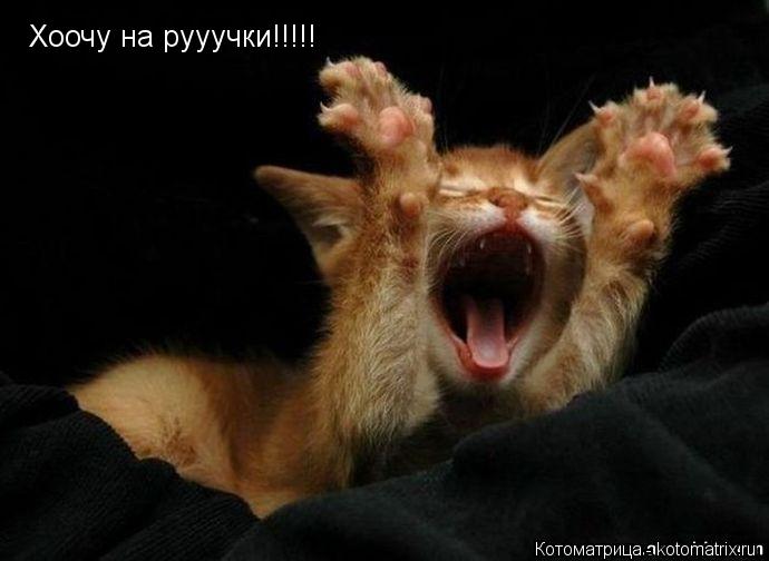 Хоочу на рууучки!!!!!... Котоматрица: Хоочу на рууучки!!!!!
