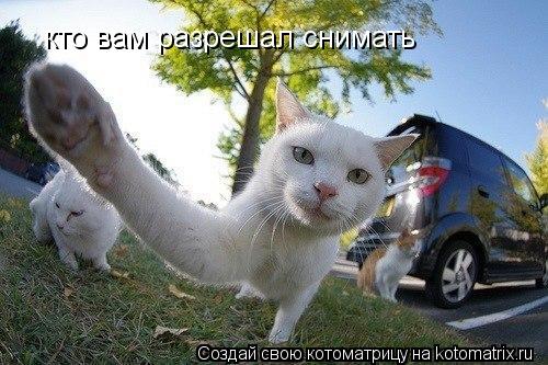кто вам разрешал снимать... Котоматрица: кто вам разрешал снимать