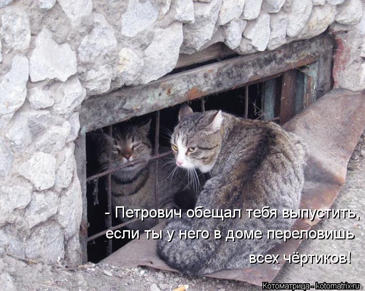 - Петрович обещал тебя выпустить, если ты у него в доме переловишь всех чёртиков!... Котоматрица: - Петрович обещал тебя выпустить, если ты у него в доме переловишь всех чёртиков!