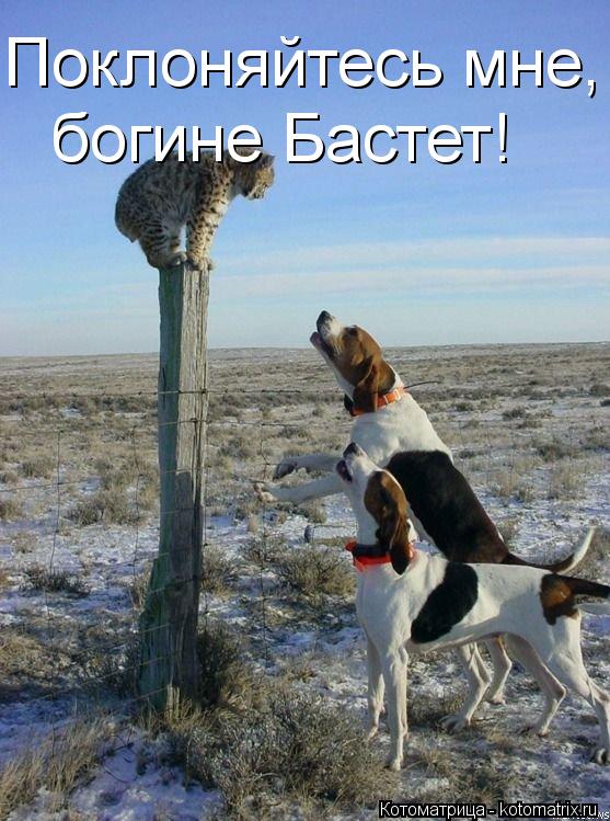 Поклоняйтесь мне, богине Бастет!... Котоматрица: Поклоняйтесь мне, богине Бастет!
