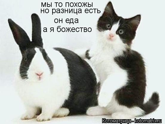 мы то похожы но разница есть он еда а я божество... Котоматрица: мы то похожы но разница есть он еда а я божество