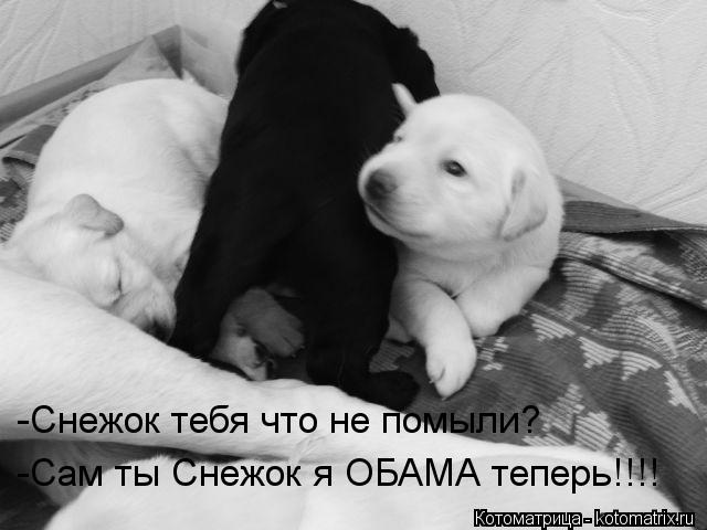 -Снежок тебя что не помыли? -Сам ты Снежок я ОБАМА теперь!!!!... Котоматрица: -Снежок тебя что не помыли? -Сам ты Снежок я ОБАМА теперь!!!!
