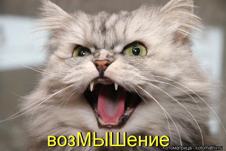 возМЫШение возМЫШение... Котоматрица: возМЫШение возМЫШение
