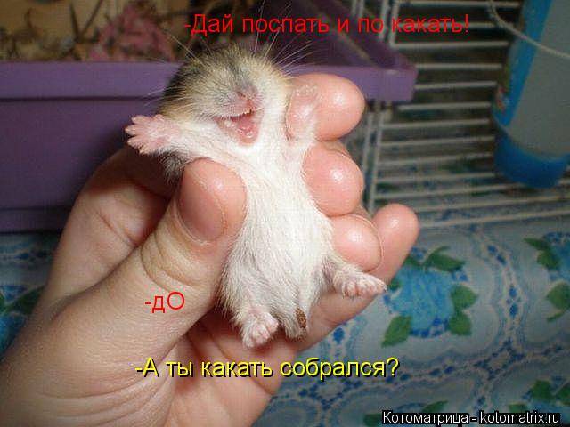 -Дай поспать и по какать! -А ты какать собрался? -дО... Котоматрица: -Дай поспать и по какать! -А ты какать собрался? -дО