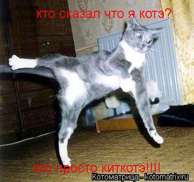 кто сказал что я котэ? это просто киткотэ!!!!... Котоматрица: кто сказал что я котэ? это просто киткотэ!!!!
