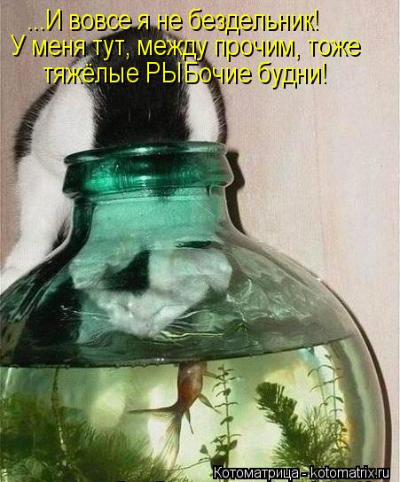 ...И вовсе я не бездельник! У меня тут, между прочим, тоже тяжёлые РЫБочие будни!... Котоматрица: ...И вовсе я не бездельник! У меня тут, между прочим, тоже тяжёлые РЫБочие будни!