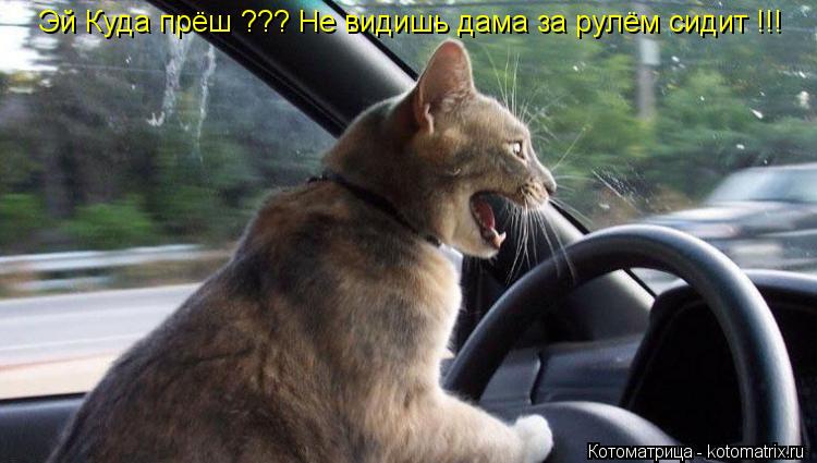 Эй Куда прёш ??? Не видишь дама за рулём сидит !!!... Котоматрица: Эй Куда прёш ??? Не видишь дама за рулём сидит !!!