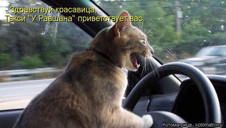 - Здравствуй красавица, . Такси "У Равшана" приветствует вас.... Котоматрица: - Здравствуй красавица, . Такси "У Равшана" приветствует вас.