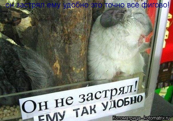 он застрял ему удобно это точно всё фигово!... Котоматрица: он застрял ему удобно это точно всё фигово!