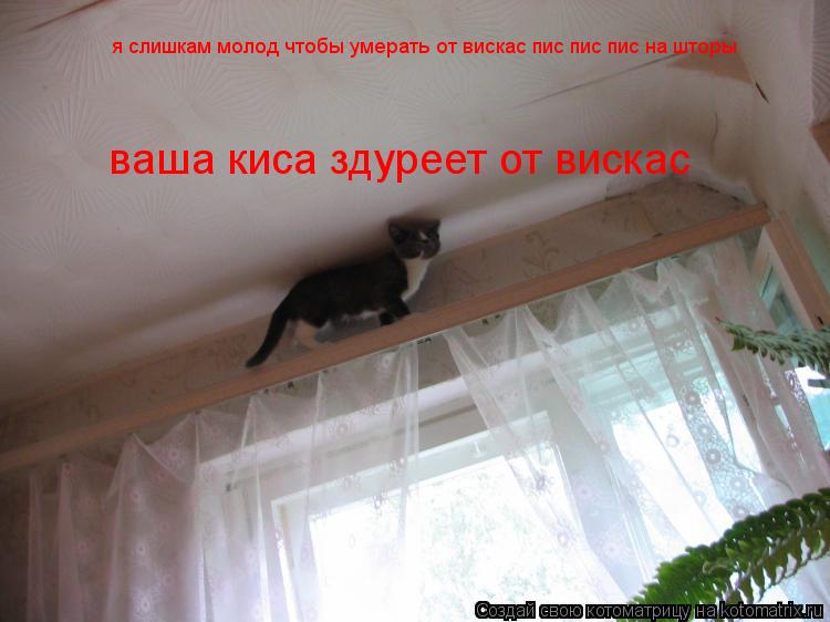 я слишкам молод чтобы умерать от вискас пис пис пис на шторы я слишкам молод чтобы умерать от вискас ... Котоматрица: я слишкам молод чтобы умерать от вискас пис пис пис на шторы я слишкам молод чтобы умерать от вискас пис пис пис на шторы ваша киса здуреет о