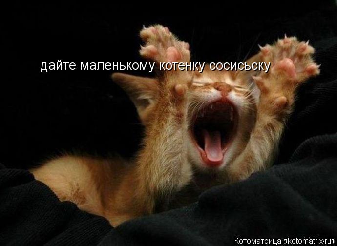 дайте маленькому котенку сосисьску... Котоматрица: дайте маленькому котенку сосисьску