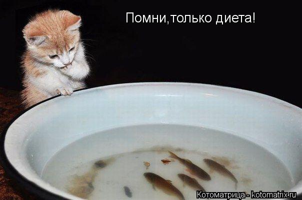 Помни,только диета!... Котоматрица: Помни,только диета!