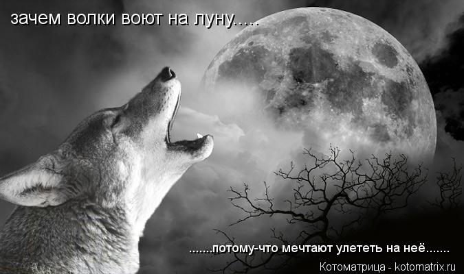 Котоматрица: зачем волки воют на луну..... .......потому-что мечтают улететь на неё.......