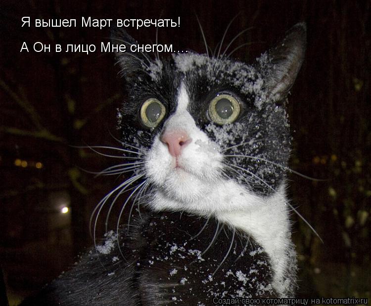 Я вышел Март встречать! А Он в лицо Мне снегом....... Котоматрица: Я вышел Март встречать! А Он в лицо Мне снегом....