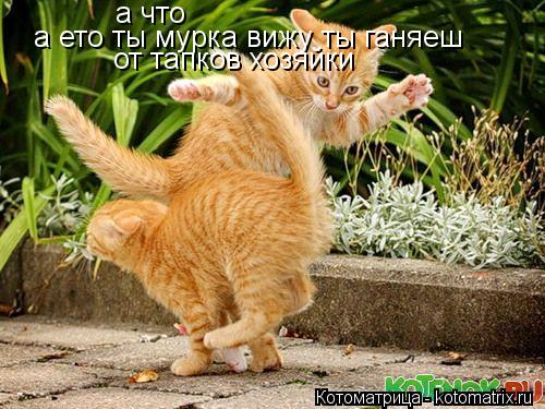 а что а ето ты мурка вижу ты ганяеш от тапков хозяйки... Котоматрица: а что а ето ты мурка вижу ты ганяеш от тапков хозяйки
