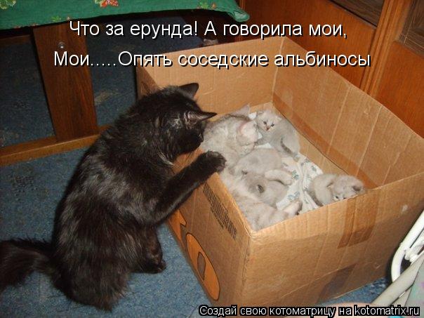 Что за ерунда! А говорила мои, Мои.....Опять соседские альбиносы... Котоматрица: Что за ерунда! А говорила мои, Мои.....Опять соседские альбиносы