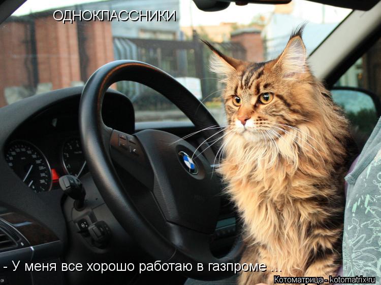 ОДНОКЛАССНИКИ - У меня все хорошо работаю в газпроме ...... Котоматрица: ОДНОКЛАССНИКИ - У меня все хорошо работаю в газпроме ...