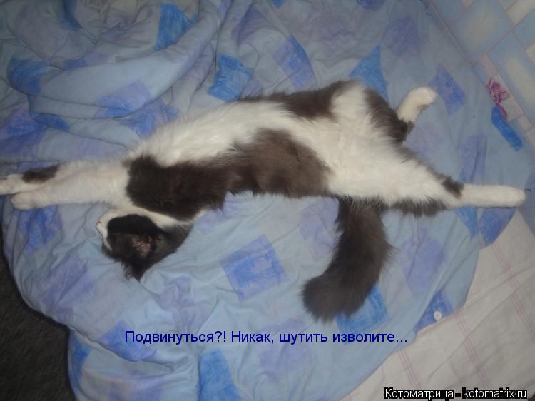 Подвинуться?! Никак, шутить изволите...... Котоматрица: Подвинуться?! Никак, шутить изволите...